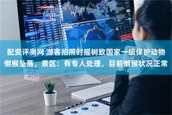 配资评测网 游客拍照时摇树致国家一级保护动物懒猴坠落,景区:有专人处理,目前懒猴状况正常